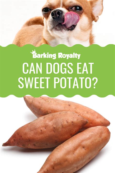 Can Dog Eat Sweet Potato